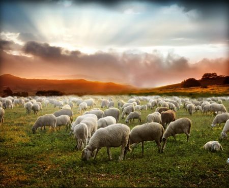 Como ovejas sin pastor