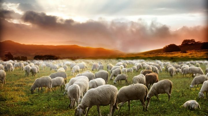 Como ovejas sin pastor